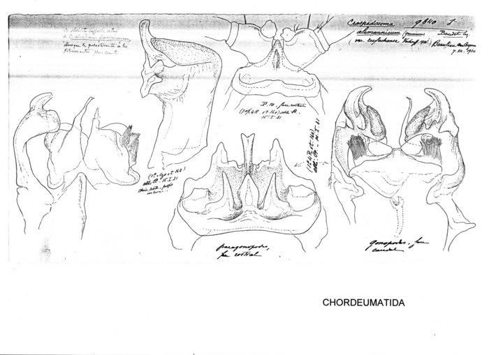 Craspedosoma alemannicum genuinum