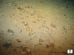A sandy seabed with scattered boulders and rocks