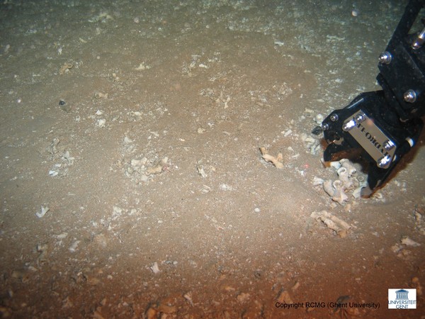 The sampling of some coral species with the ROV
