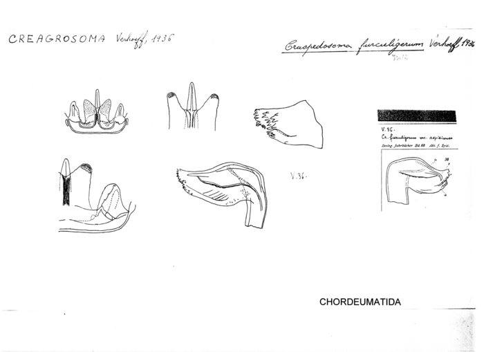 Craspedosoma furculigerum