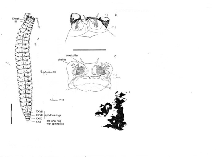 Craspedosoma polydesmoides