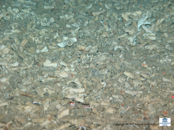 A detail of the accumulation of dead coral rubble