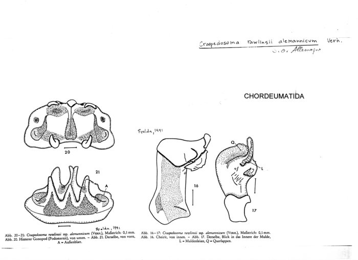 Craspedosoma rawlinsii alemannicum