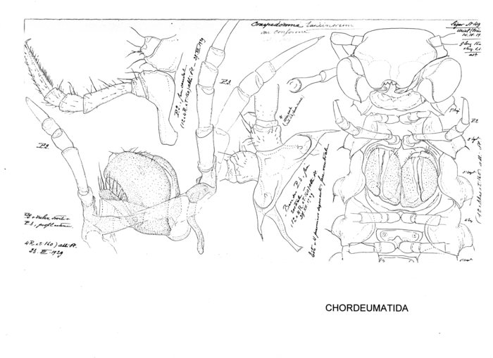 Craspedosoma taurinorum conforme