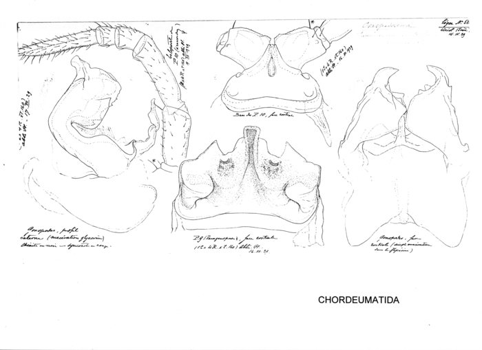 Craspedosoma taurinorum conforme