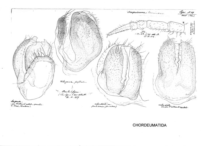 Craspedosoma taurinorum conforme