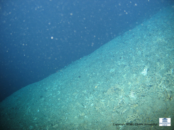 The slope of the spur covered by corals