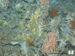 A detail of the corals and sponges
