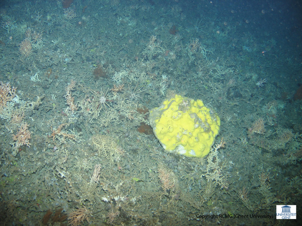 A big sponge