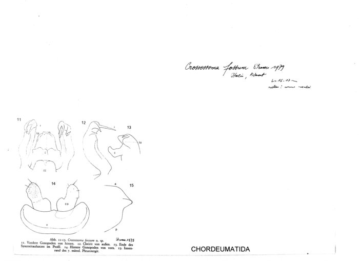 Crossosoma fossum