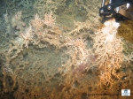The sampling of Madrepora by the ROV