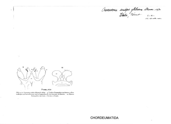 Crossosoma semipes globosum