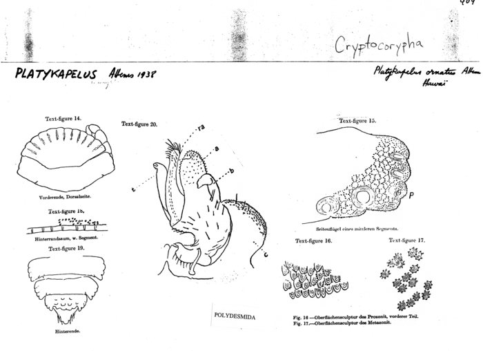 Cryptocorypha ornata