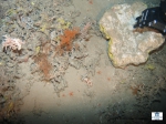 The sampling of a sponge by the ROV