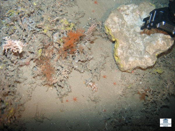 The sampling of a sponge by the ROV