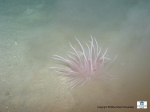 A purple sea-anemone, probably Bolocera genus