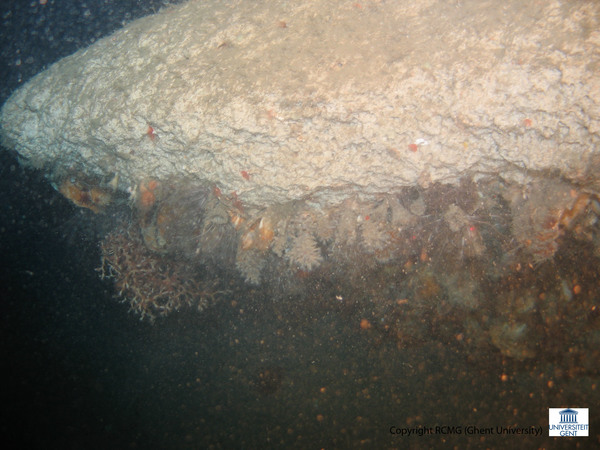 An overhang with oysters and Madrepora