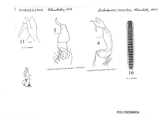 Cubodesmus ramsdeni