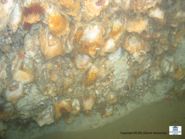 A detail of the oysters on the cliff
