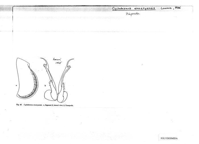 Cyclodesmus enneryensis