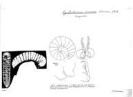 Cyclodesmus incisus