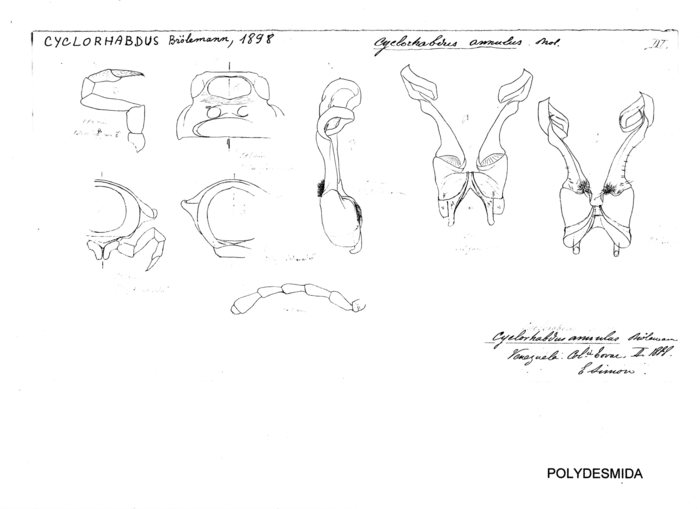 Cyclorhabdus annulus