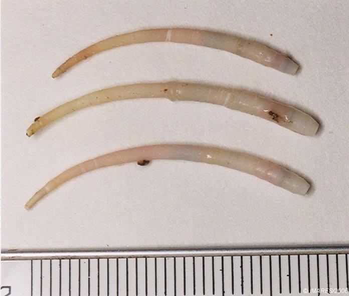 Ditrupa arietina (O. F. Müller, 1776) 