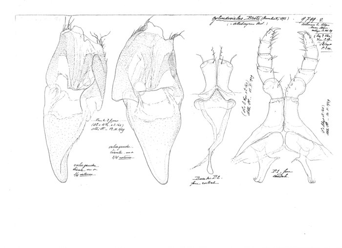 Cylindroiulus broti