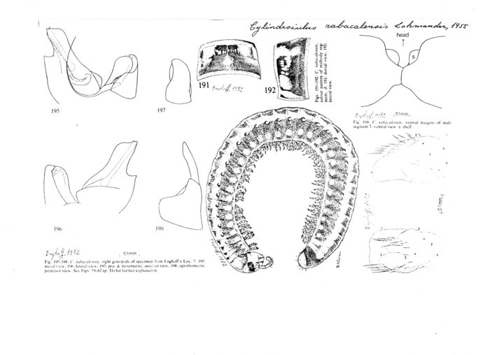 Cylindroiulus rabacalensis