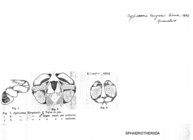 Cyliosoma targionii