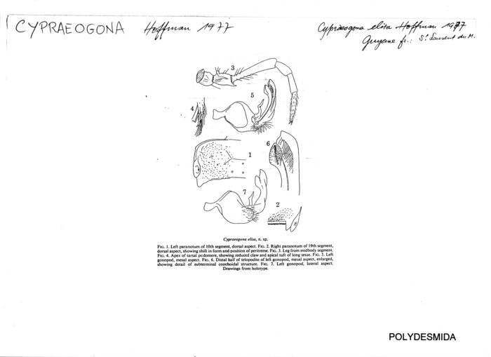 Cypraeogona elisa