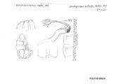 Dendrogonopus robustus, author: Henry W. Bremann, Henri Ribaut, Maria Prin, Jean-Paul Mauri et al. (1890-1999): Bremann iconographic file & successors
