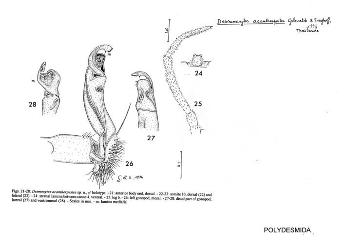 Desmoxytes acantherpestes