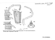 Desmoxytes gigas