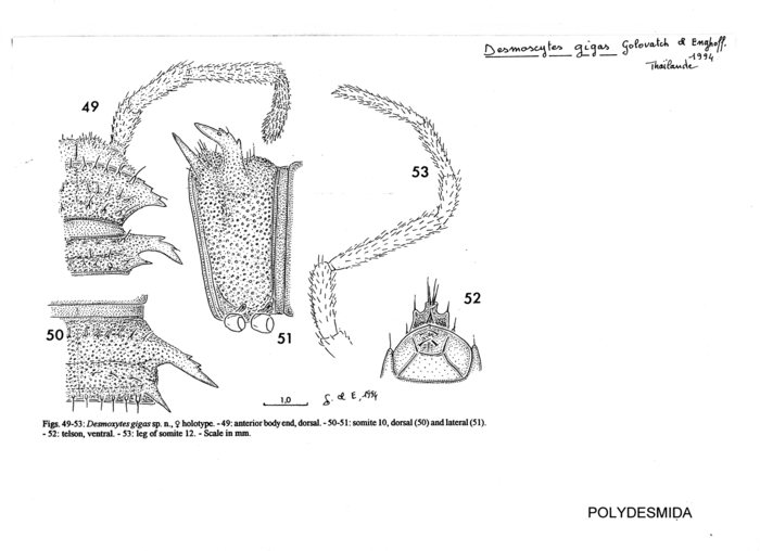 Desmoxytes gigas