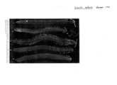 Diactis soleata, author: Henry W. Bremann, Henri Ribaut, Maria Prin, Jean-Paul Mauri et al. (1890-1999): Bremann iconographic file & successors