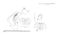 Diplomaragna dalnegorica