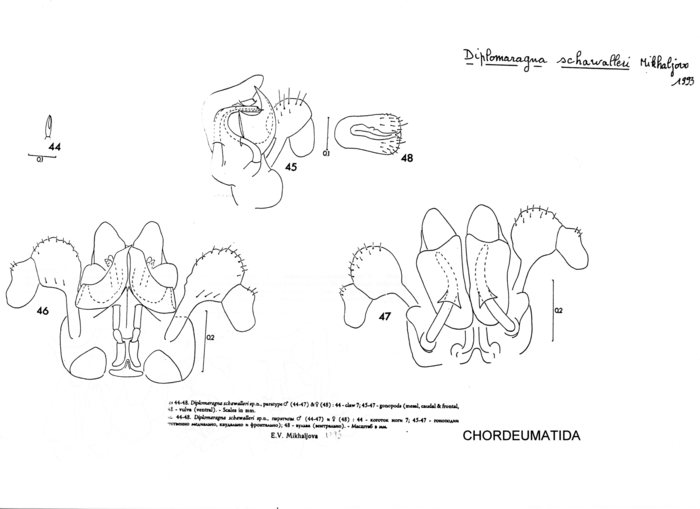 Diplomaragna schwalleri