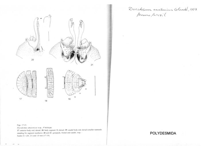 Docodesmus amazonicus