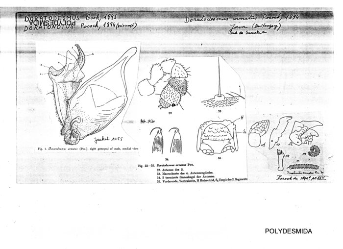 Doratodesmus armatus