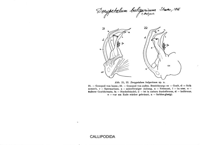 Dorypetalum bulgaricum