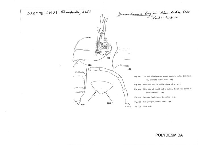 Dromodesmus longipes