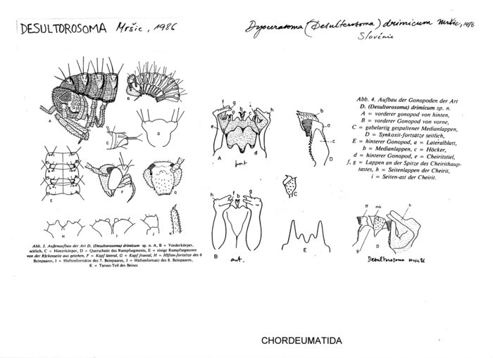 Dyocerasoma drimicum