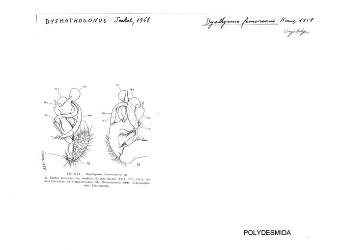 Dysmathogonus femorosus