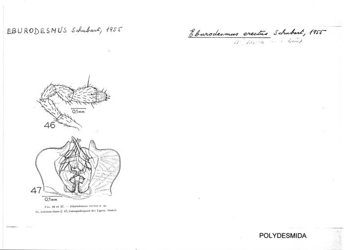 Eburodesmus erectus