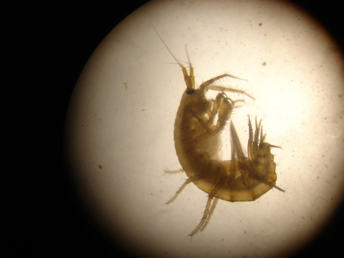 Gammarus locusta Gammarus locusta
