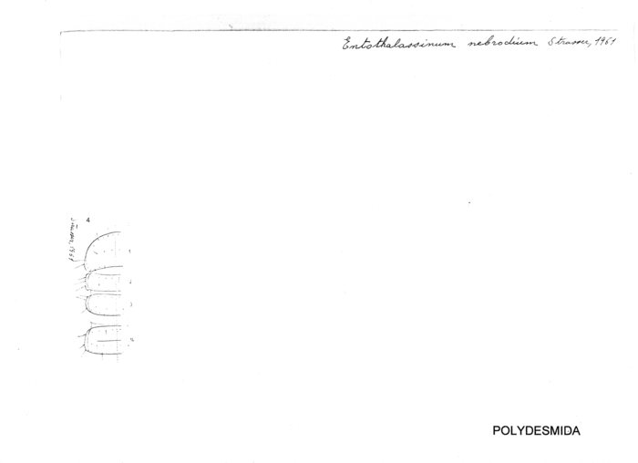 Entothalassinum nebrodium