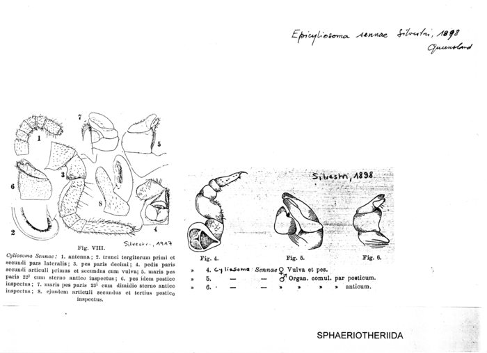 Epicyliosoma sennae