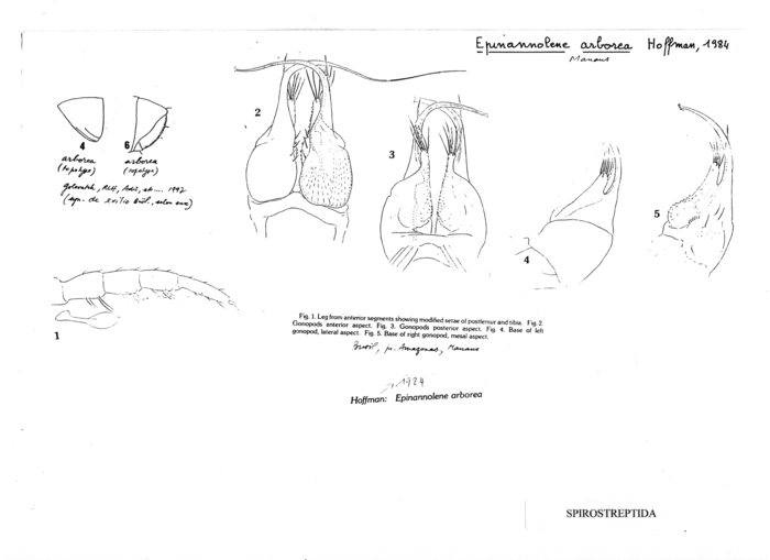 Epinannolene arborea