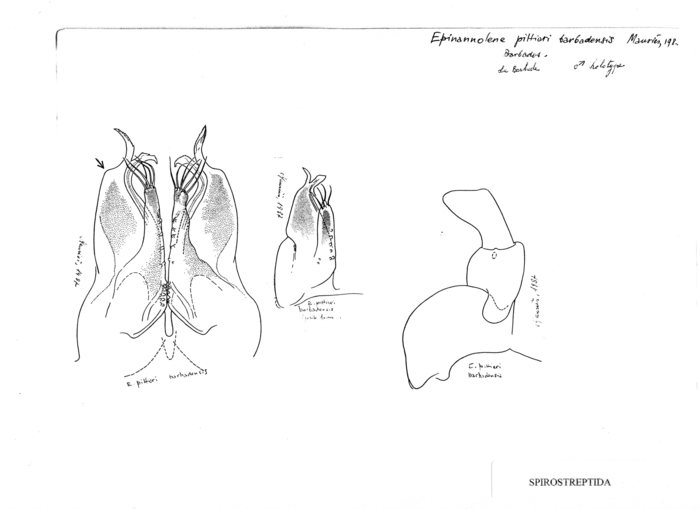 Epinannolene pittieri barbadensis